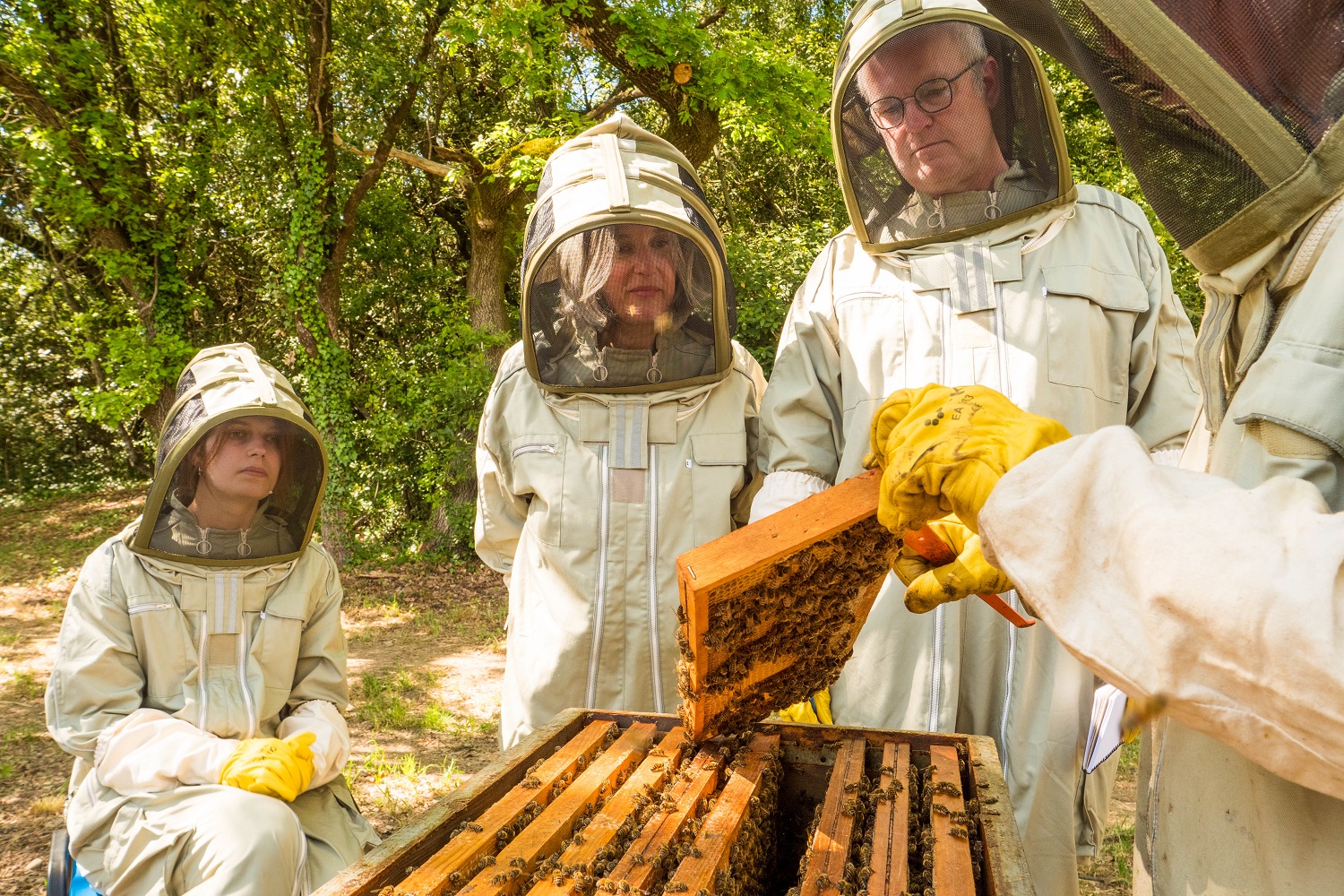 Baptême d apiculture aux ruchers de l Ibie Gorges de l Ardèche Pont d Arc