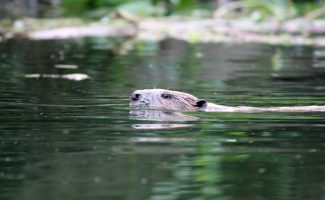 Les animations de la réserve Naturelle des Gorges de l'Ardèche