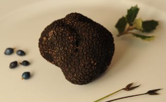 Saveurs de truffes et vins d'Ardèche au Domaine des Terriers