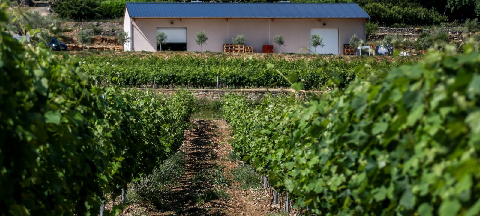 Saveurs de truffes et Vins d'Ardèche au Domaine du Père Léon