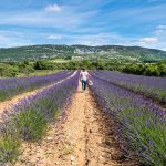 © Champ de Lavande - ©M.Geray-ADT07