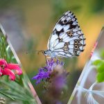 Trésors de la Nature au Mas Daudet, photographies de Danièle Dugré