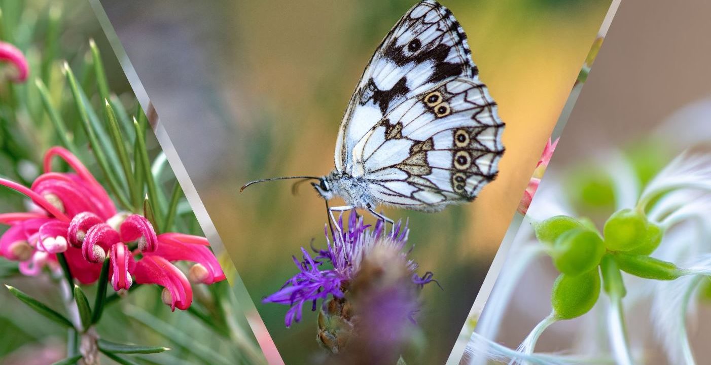 Trésors de la Nature au Mas Daudet, photographies de Danièle Dugré