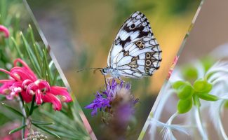 Trésors de la Nature au Mas Daudet, photographies de Danièle Dugré