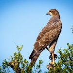 Observation des rapaces