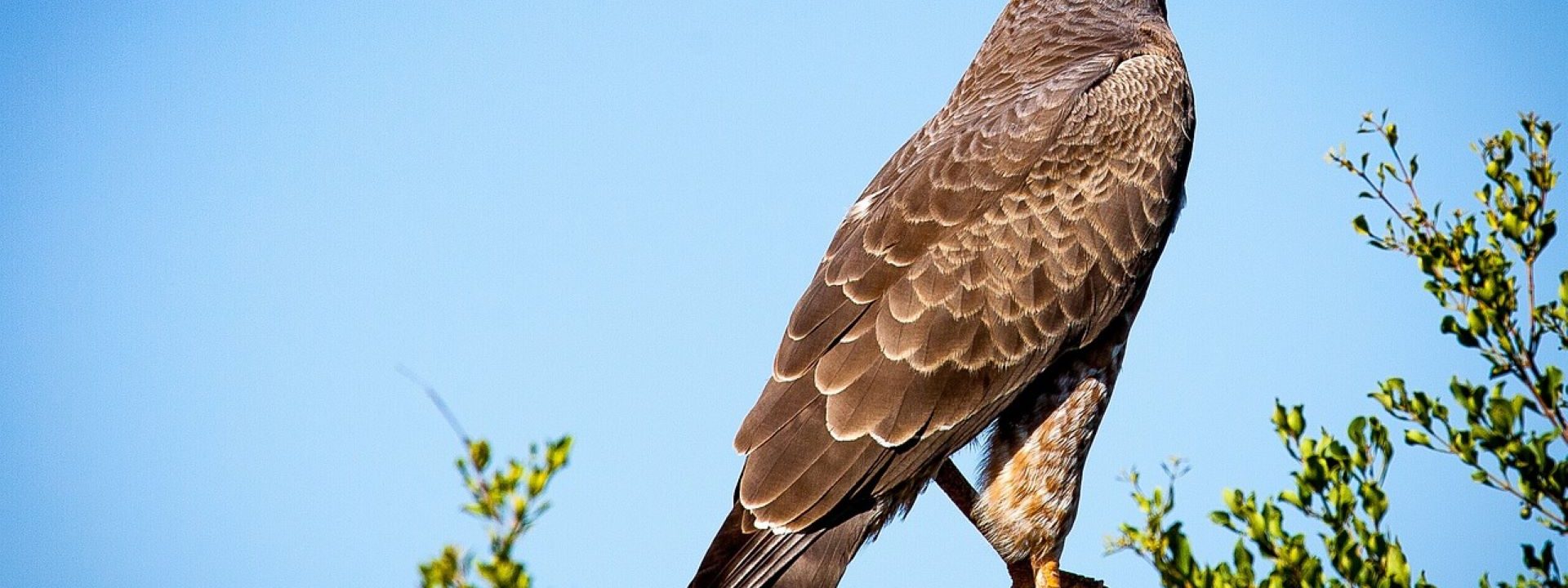 Observation des rapaces