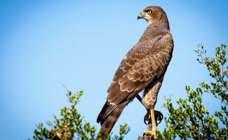 Observation des rapaces