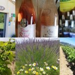 © vignes lavandins caveau - GAEC ALAIN DUMARCHER