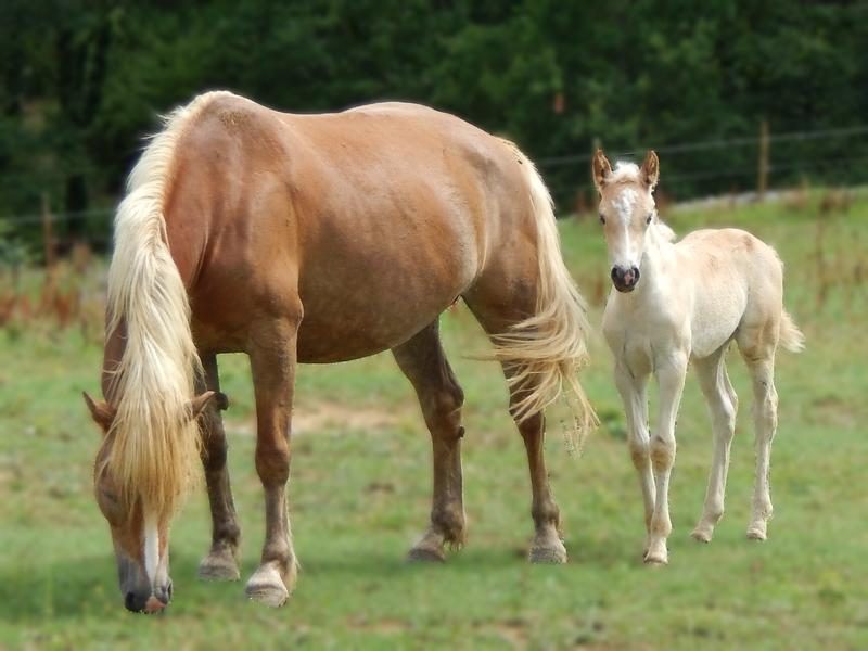 Ferme Equestre Chavetourte