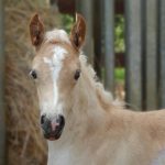 © Ferme Equestre Chavetourte - Talagrand