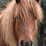 © Balades à poneys et stages poneys à thème - Talagrand