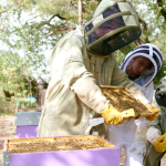 © Baptême d'apiculture à La Ferme des Abeilles - Emmanuel Chevilliat