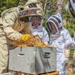 © Baptême d'apiculture - Elodie Leullier