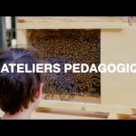 © Découvrez le monde des abeilles ! - Emmanuel Chevilliat