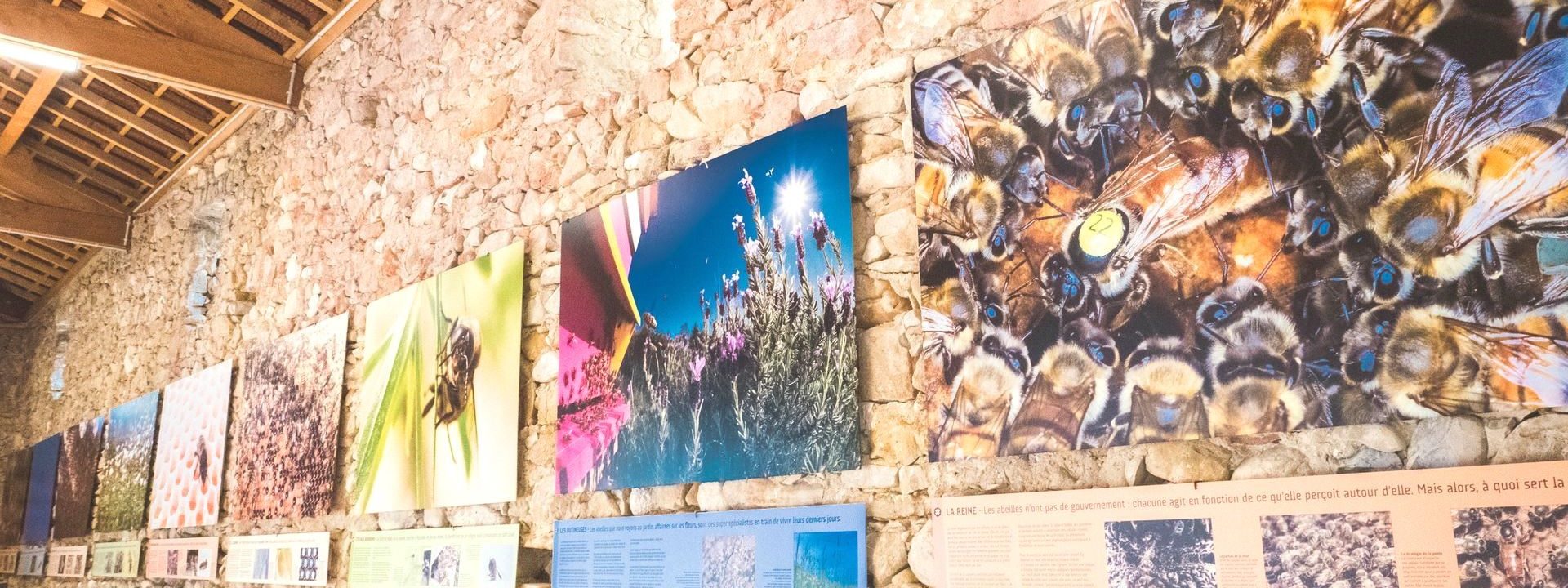 Exposition : Le genie des abeilles