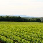 © Château de la Selve - Merlot - Gîtes de France