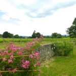 © Château de la Selve - Merlot - Gîtes de France