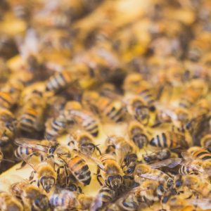 La Ferme des Abeilles ©Marina Geray_web